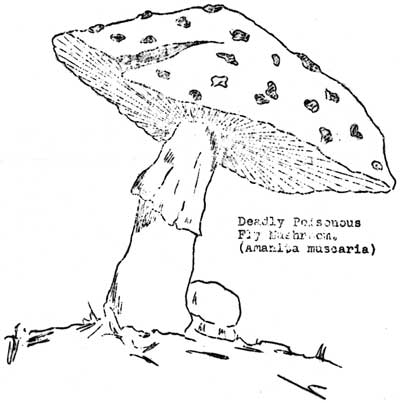 deadly poisonous fly mushroom