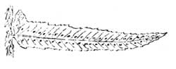 sword fern frond