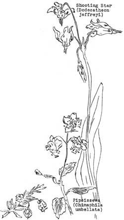 red heather, shooting star, pipsissewa