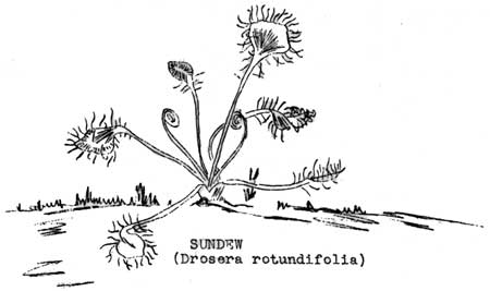 sundew