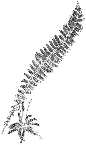 Deer Fern