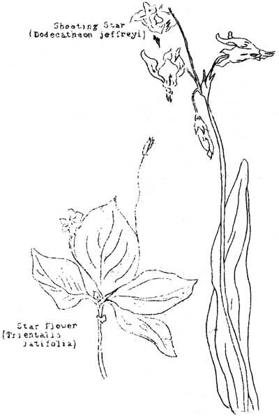 shooting star and star flower