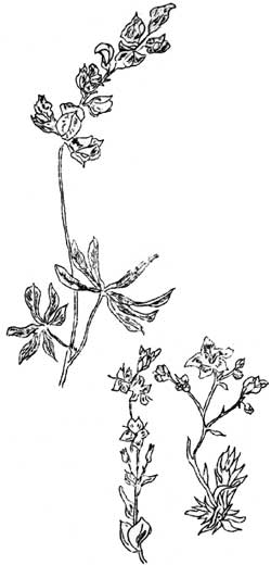 wildflowers