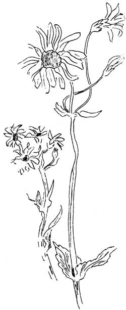 wildflowers