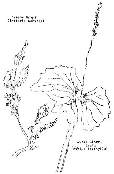 Oregon grape and Sweet-after-death