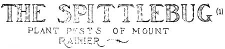 The Spittlebug: Plant Pest of Mount Rainier