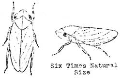 The Spittlebug