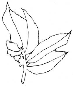 curled leaflets of Red Elderberry