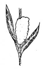 foam mass on Pearly Everlasting