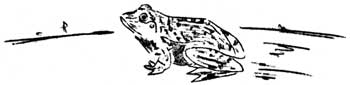 frog