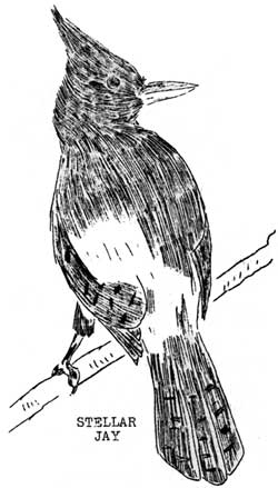 Stellar Jay