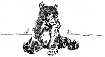 black bear