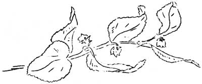 salal