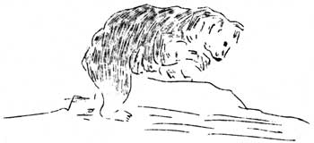 bear