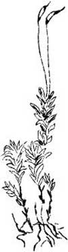 sketch of plant