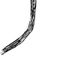 weasel