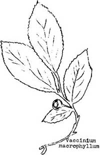 sketch of Vaccinium macrophylum