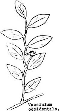 sketch of Vaccinium occidentale