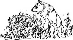 sketch of black bear