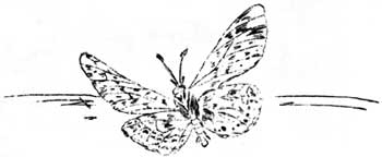 sketch of butterfly