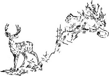 sketch of deer and wildcat