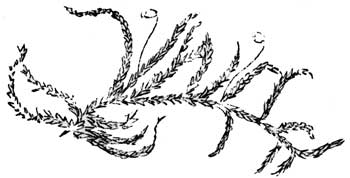 Feather Moss