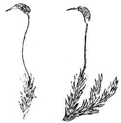 The Fuscous Dicranum