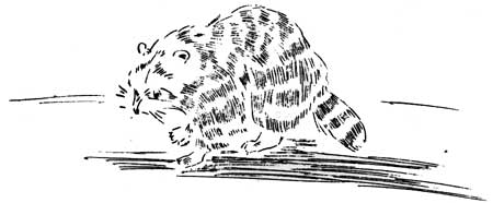 raccoon