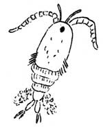 copepod