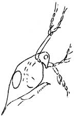 water flea