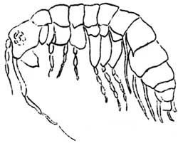 amphipod