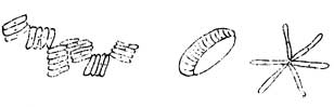 diatoms