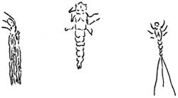 insect larvae