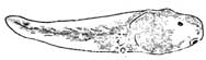tadpole