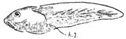 tadpole