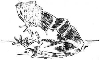mature frog