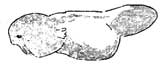 tadpole
