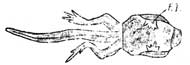 tadpole