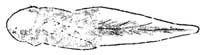 tadpole