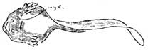tadpole