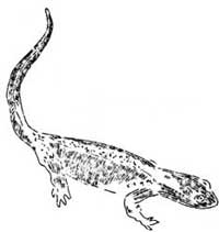 adult salamander
