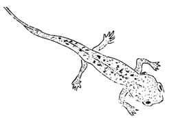 young salamander