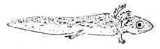 half grown salamander