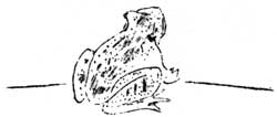 frog