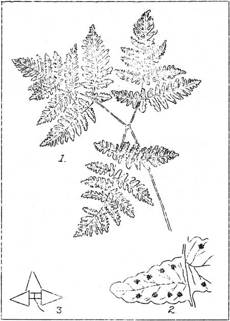 Oak Fern