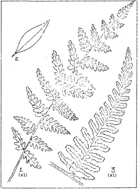 Male Fern