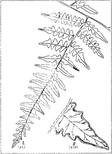 Brake or Bracken Fern