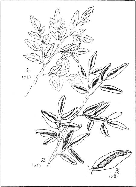 Parsley Fern