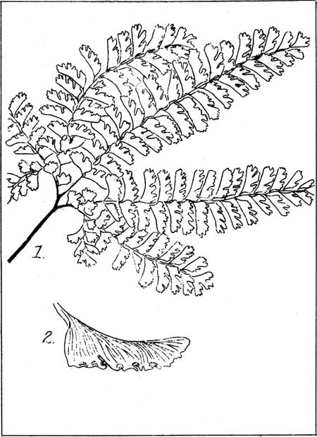 Maidenhair Fern