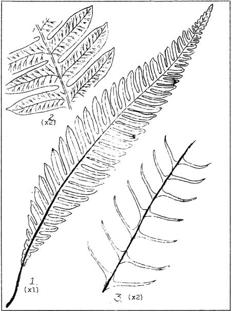 Deer Fern